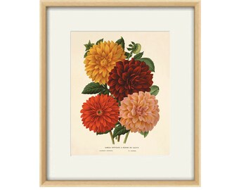 Dahlia Vintage flower art print garden wall art botanical prints Antique prints home decor wall art French prints old prints Flower decor