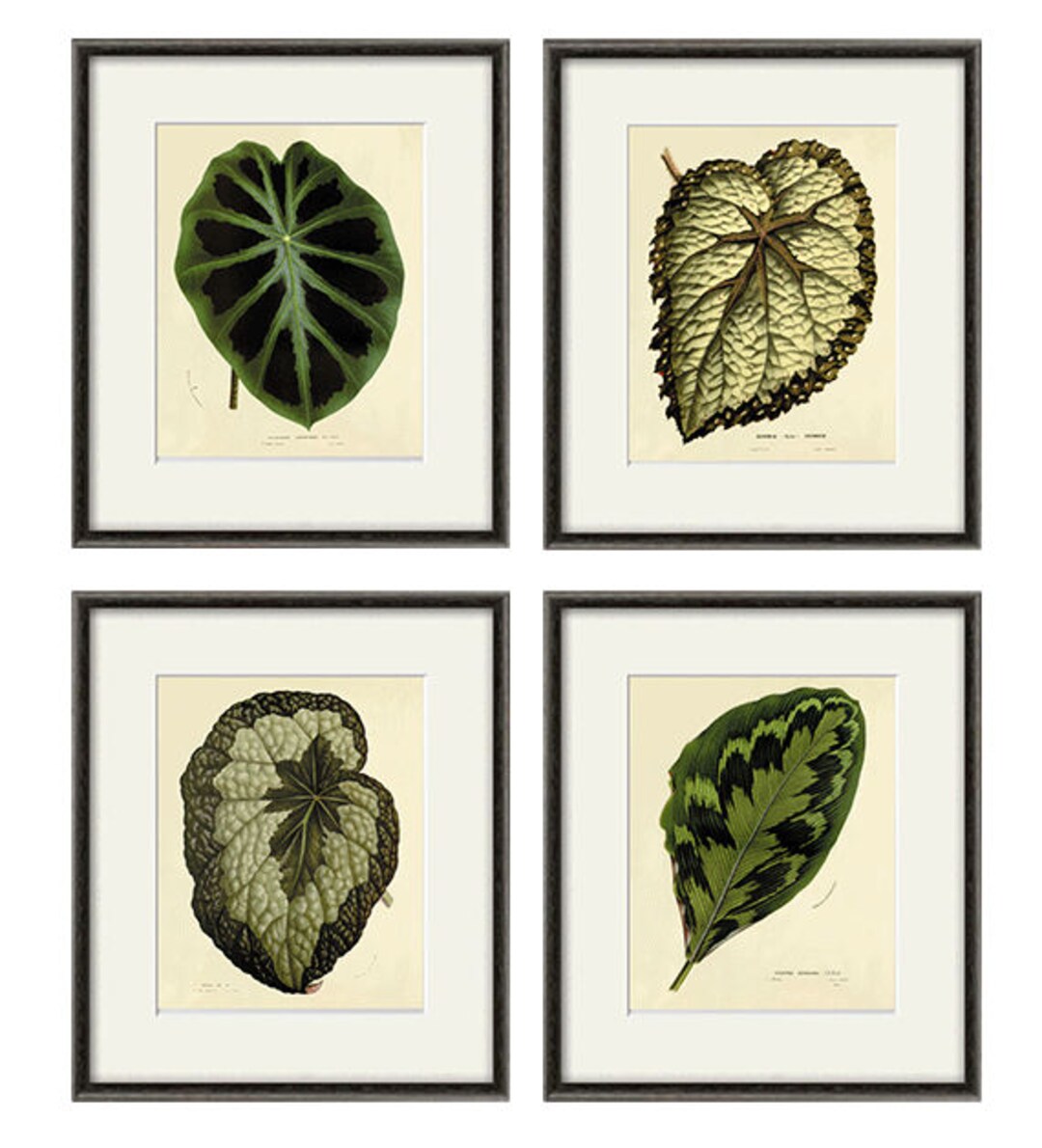 Antique Leafs Art Print Botanical Art Prints Vintage Garden Wall Art