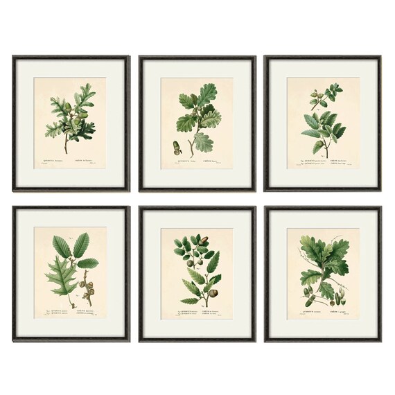 アンティークオークリーフプリントセット：フランス風植物画ウォール