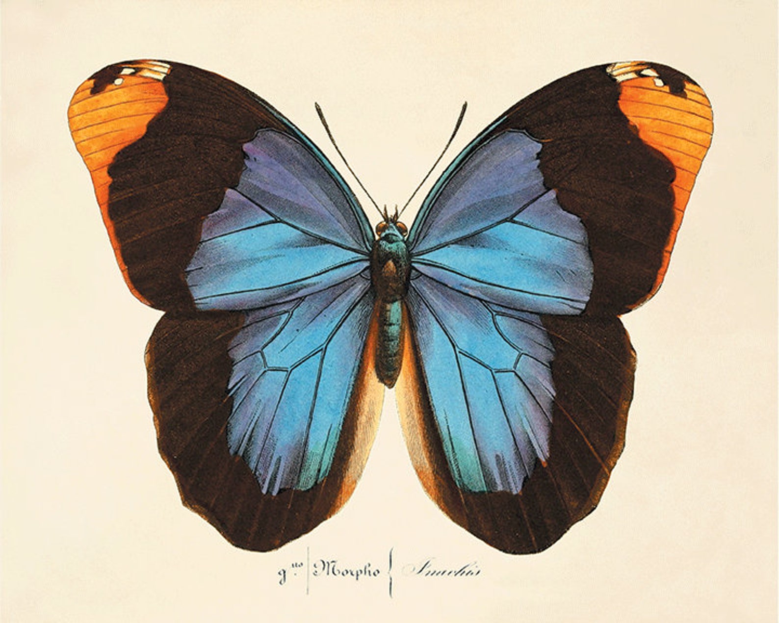 Antique Butterfly Art Butterfly Print Set Natural History Art Etsy antique-butterfly-art-butterfly-print-set-natural-history-art-etsy