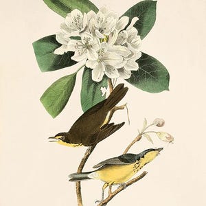 May include: A vintage illustration of two birds perched on a branch of a flowering rhododendron bush. The birds are a brown and yellow warbler and a blue and yellow warbler. The text "Canada Flycatcher" is printed below the birds.
