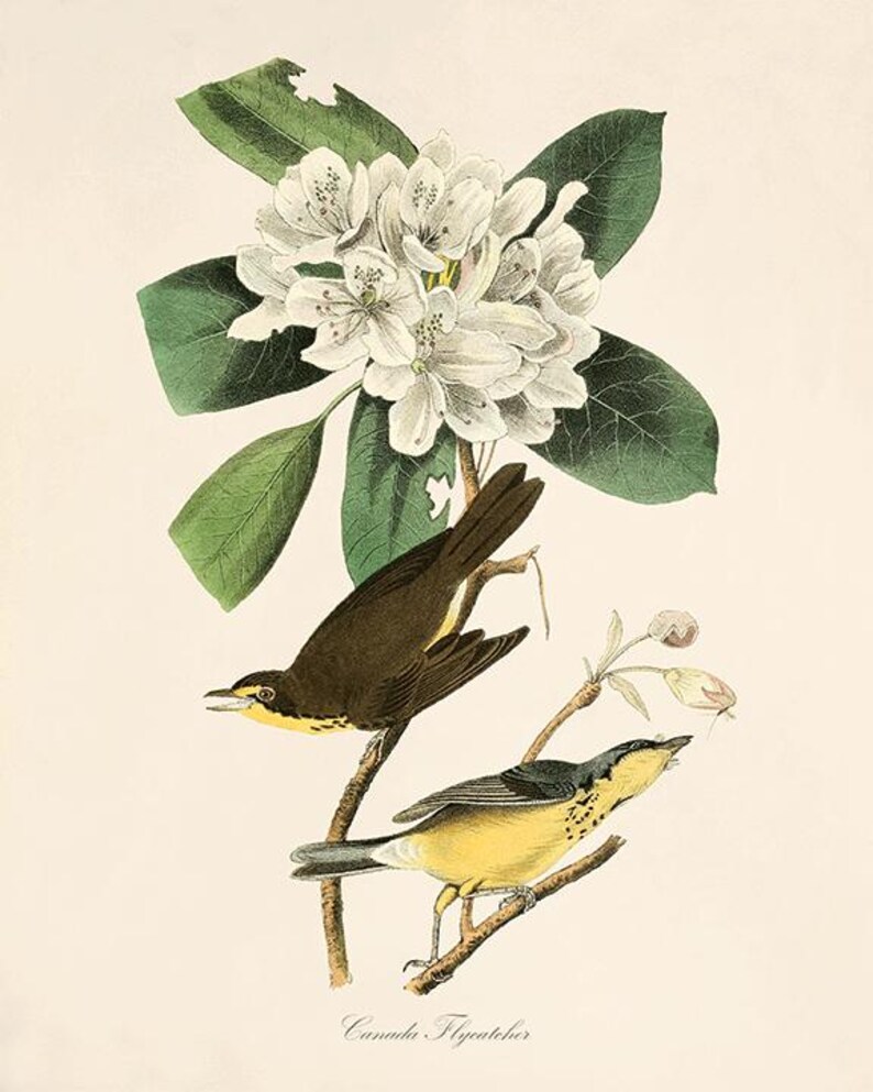 May include: A vintage illustration of two birds perched on a branch of a flowering rhododendron bush. The birds are a brown and yellow warbler and a blue and yellow warbler. The text "Canada Flycatcher" is printed below the birds.