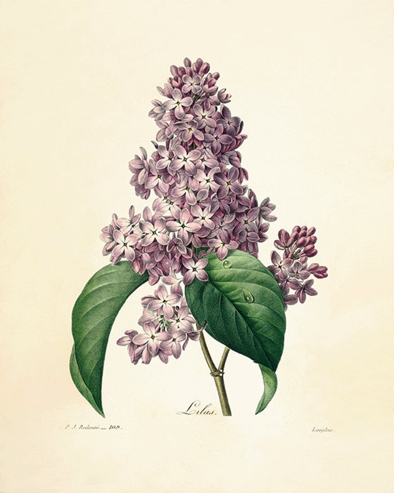 Lilac Vintage Flower Art Print Antique Wall Art Flower Wall - Etsy UK