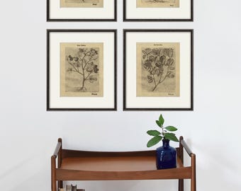 Vintage Botanical Prints Set: 17th Century French Sepia Wall Art