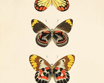 Antique Orange Butterfly Print: Victorian Natural History Wall Art