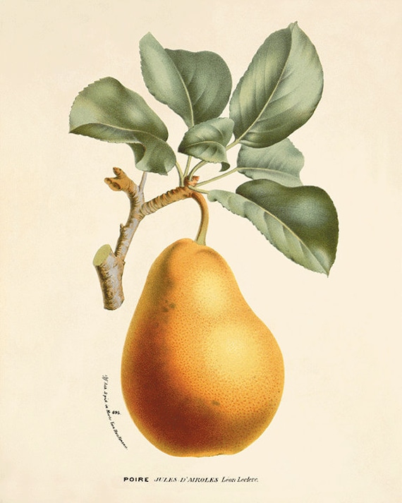 Pear art print vintage Antique botanical art prints old prints Etsy