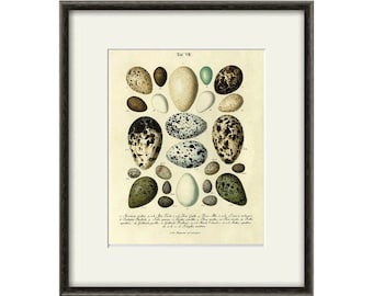 Vintage Bird Eggs Print Nature print home decor wall art Natural History Victorian art garden wall art antique prints bird art print poster