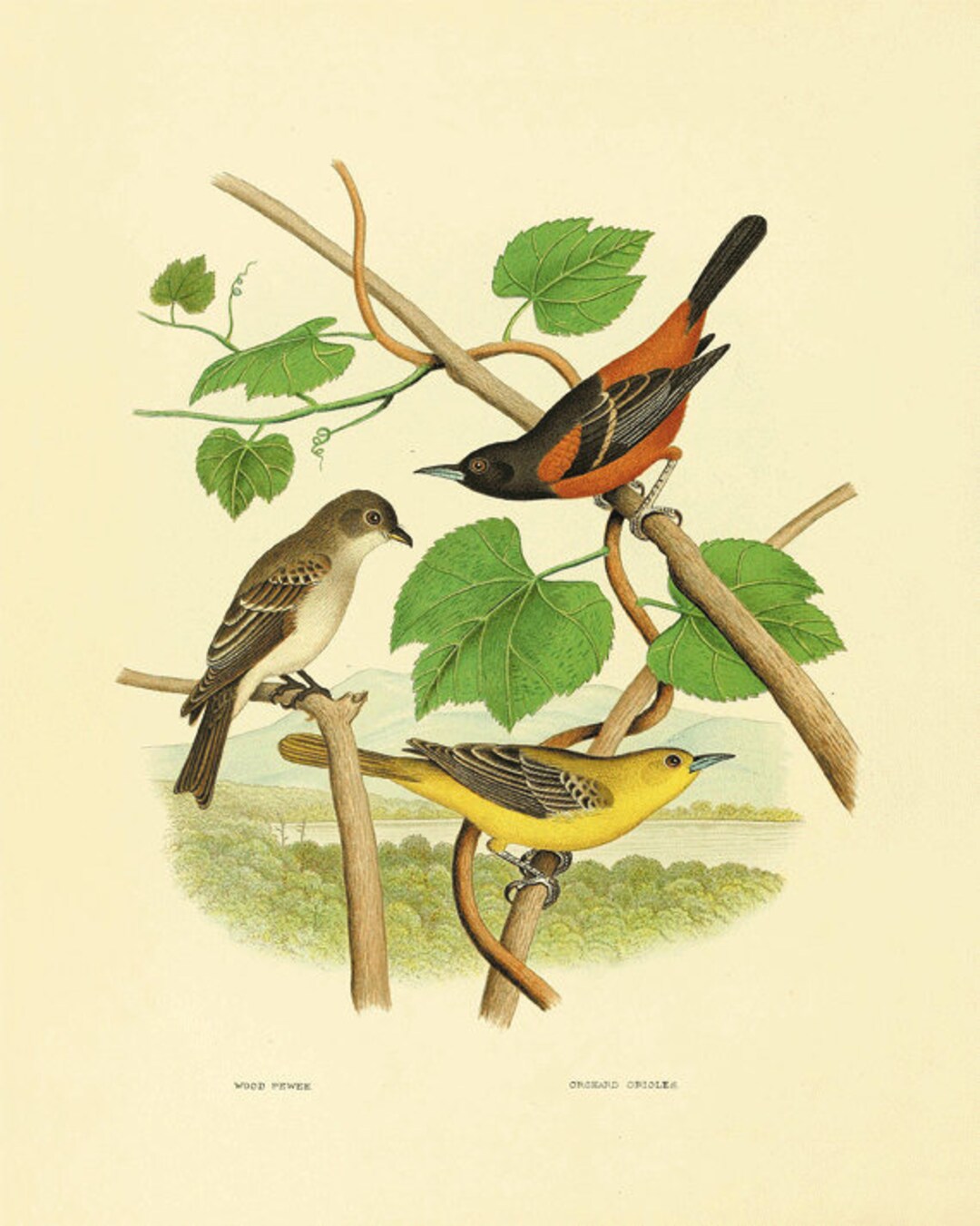 Antique Bird Art Print Vintage Nature Print Cottage Art Home Decor Wall ...