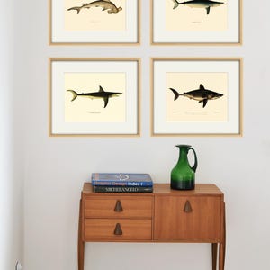 Shark art print Nautical art print set ocean print old prints Natural History home decor wall art Antique Prints Nature print Ocean Decor