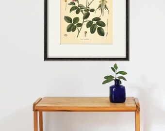 Pink Rose Botanical Print: Antique Victorian Flower Wall Art