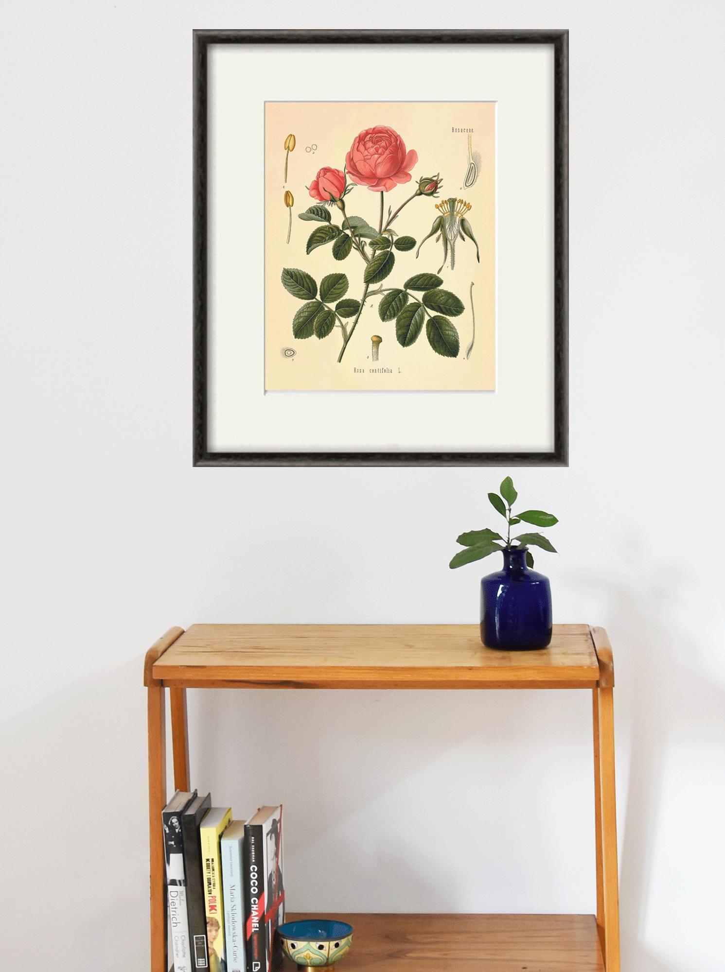 Pink Rose Botanical Print: Antique Victorian Flower Wall Art - Etsy