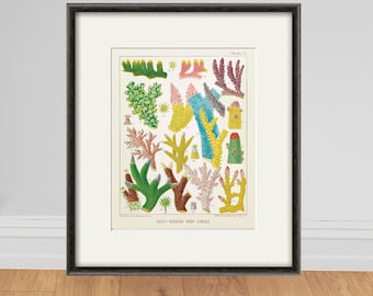 Könnte beinhalten: Eine Vintage-Illustration verschiedener Korallenarten vom Great Barrier Reef. Die farbenfrohe Illustration zeigt eine Vielzahl von Korallenformen und -größen, darunter verzweigte, plattenförmige und überziehende Korallen.