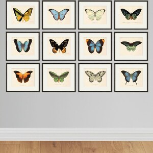 Puede incluir: Un conjunto de 12 ilustraciones de mariposas enmarcadas. Las mariposas se representan en varios colores, incluidos el azul, el verde, el amarillo, el naranja y el negro. Los marcos son negros y tienen un paspart&uacute; blanco.