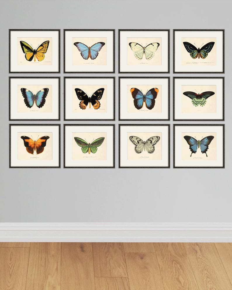 Puede incluir: Un conjunto de 12 ilustraciones de mariposas enmarcadas. Las mariposas se representan en varios colores, incluidos el azul, el verde, el amarillo, el naranja y el negro. Los marcos son negros y tienen un paspart&uacute; blanco.