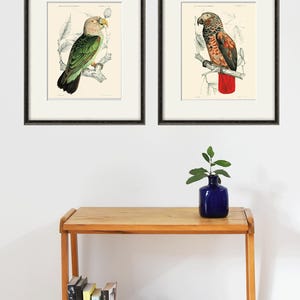 Parrot art print antique bird print nature wall art Victorian print home decor art vintage wall art bird art Natural history art Bird decor