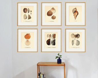 Vintage Muschel Kunstdruck Set: Handkolorierte Lithographien