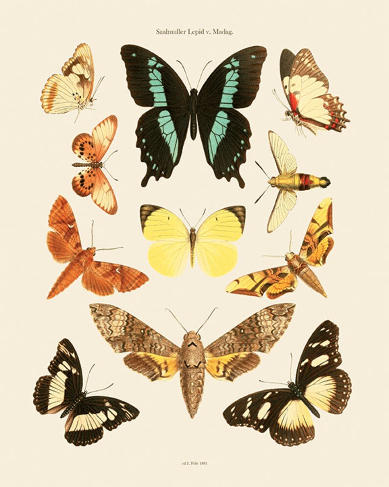 Antique Butterfly Art Print Nature Print Natural History Etsy