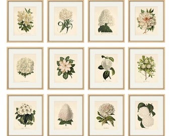 White flower art Botanical Print Set 12 Antique flower art print antique wall art Flower decor Garden print Victorian art Cottage wall art