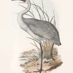 May include: A detailed illustration of a grey and white Australian Crane standing in tall grass with a red head and black legs. The illustration is titled "GRUS AUSTRALASIANUS - Gould".