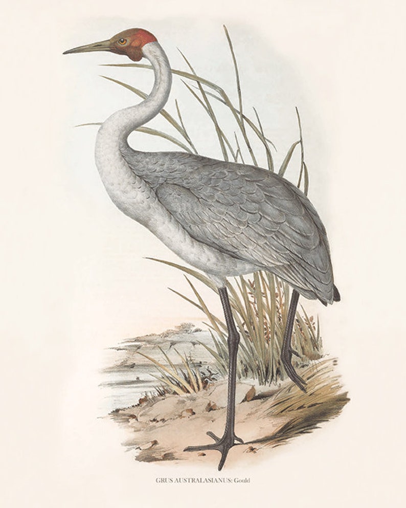 May include: A detailed illustration of a grey and white Australian Crane standing in tall grass with a red head and black legs. The illustration is titled "GRUS AUSTRALASIANUS - Gould".