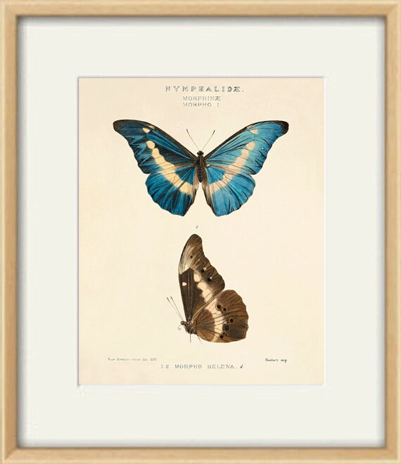Buy Vintage Butterfly Art Print: Natural History Victorian Garden