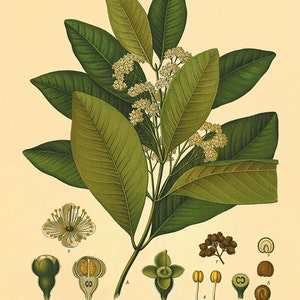 Allspice botanical prints Vintage prints home decor wall art Antique Prints old prints Plants art kitchen wall art Kitchen prints plant art