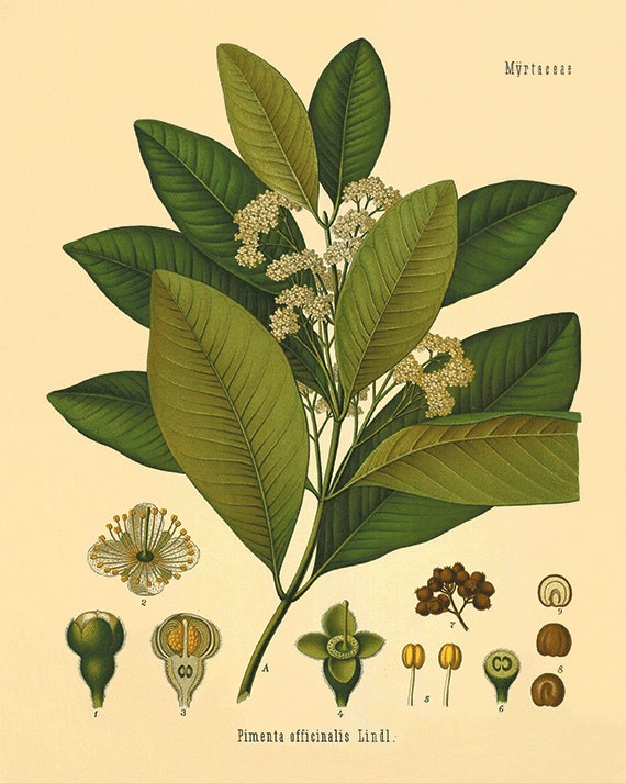 Allspice Botanical Print: Vintage Kitchen Wall Art - Etsy