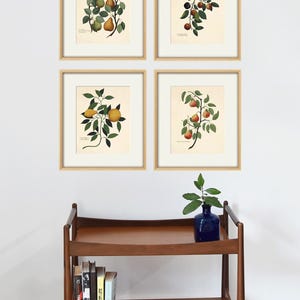 Antique fruit art print Vintage kitchen art print antique botanical art prints fruit wall art kitchen art decor fruit print vintage set of 4