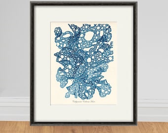 Vintage Seaweed Art Print: Antique Nautical Ocean Illustration