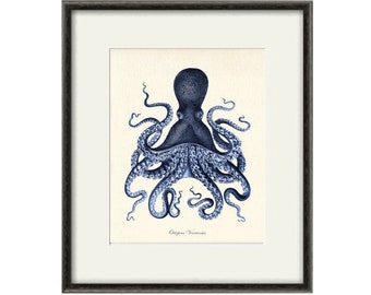 Cat Coquillette Poster Kunstdruck Bild #99103 Octopus Tintenfische 50x40cm