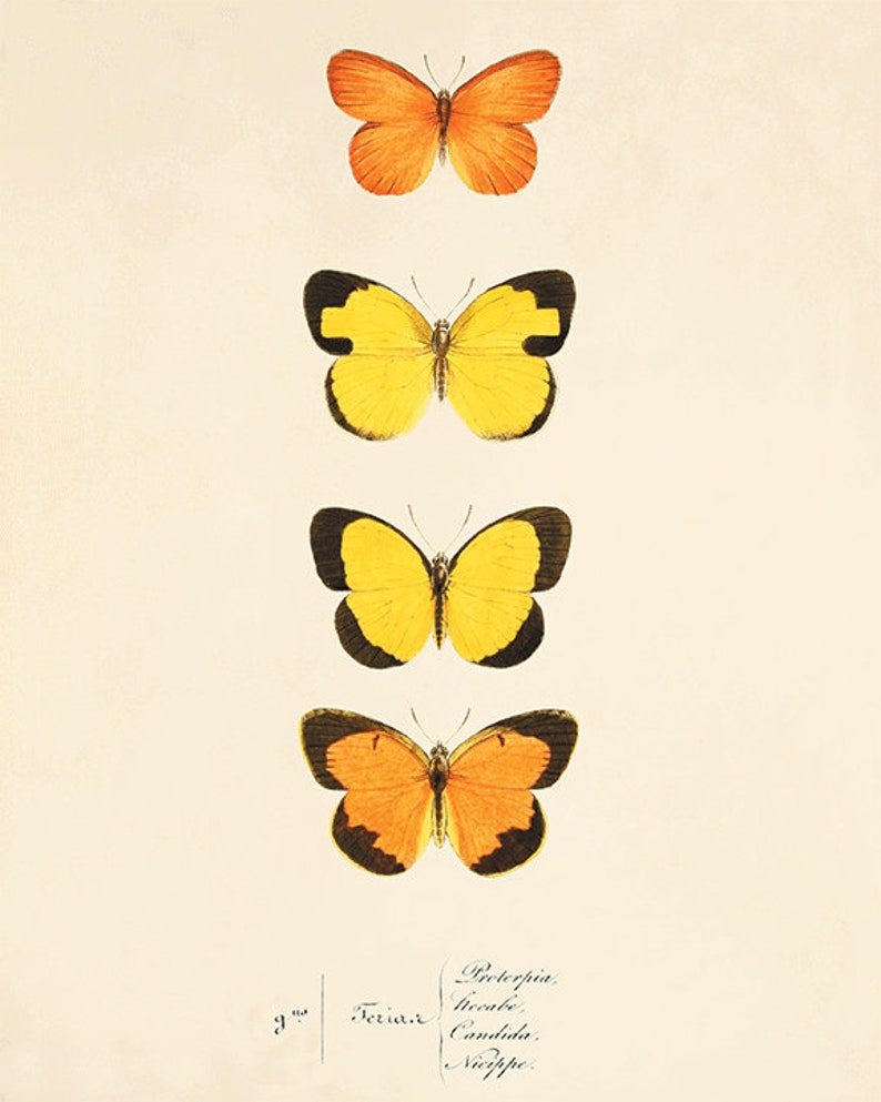 Antique Butterfly Art Butterfly Print Set Natural History Art Etsy antique-butterfly-art-butterfly-print-set-natural-history-art-etsy