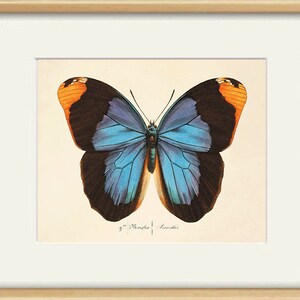 May include: A vintage illustration of a Morpho butterfly with blue wings, black borders, and orange accents. The butterfly is depicted against a white background with the text "3" Morpho" and "Sowerby" printed below.