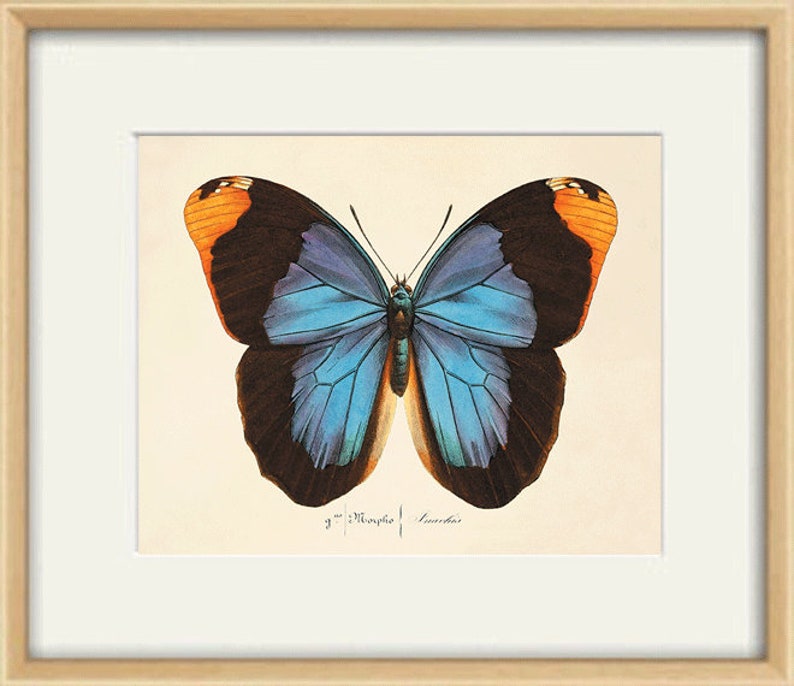 May include: A vintage illustration of a Morpho butterfly with blue wings, black borders, and orange accents. The butterfly is depicted against a white background with the text "3" Morpho" and "Sowerby" printed below.