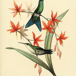 アート・デザイン・音楽 CLASSIC NATURAL HISTORY PRINTS BIRDS Classic Natural History Prints Birds, HCDJ Vintage 1990 1st