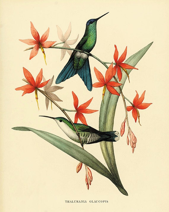 アート・デザイン・音楽 CLASSIC NATURAL HISTORY PRINTS BIRDS アート・デザイン・音楽 CLASSIC NATURAL HISTORY PRINTS BIRDS