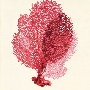 Sea Coral art print Vintage sea art print old prints nautical art print Ocean art print Natural History art sea life art nature art print