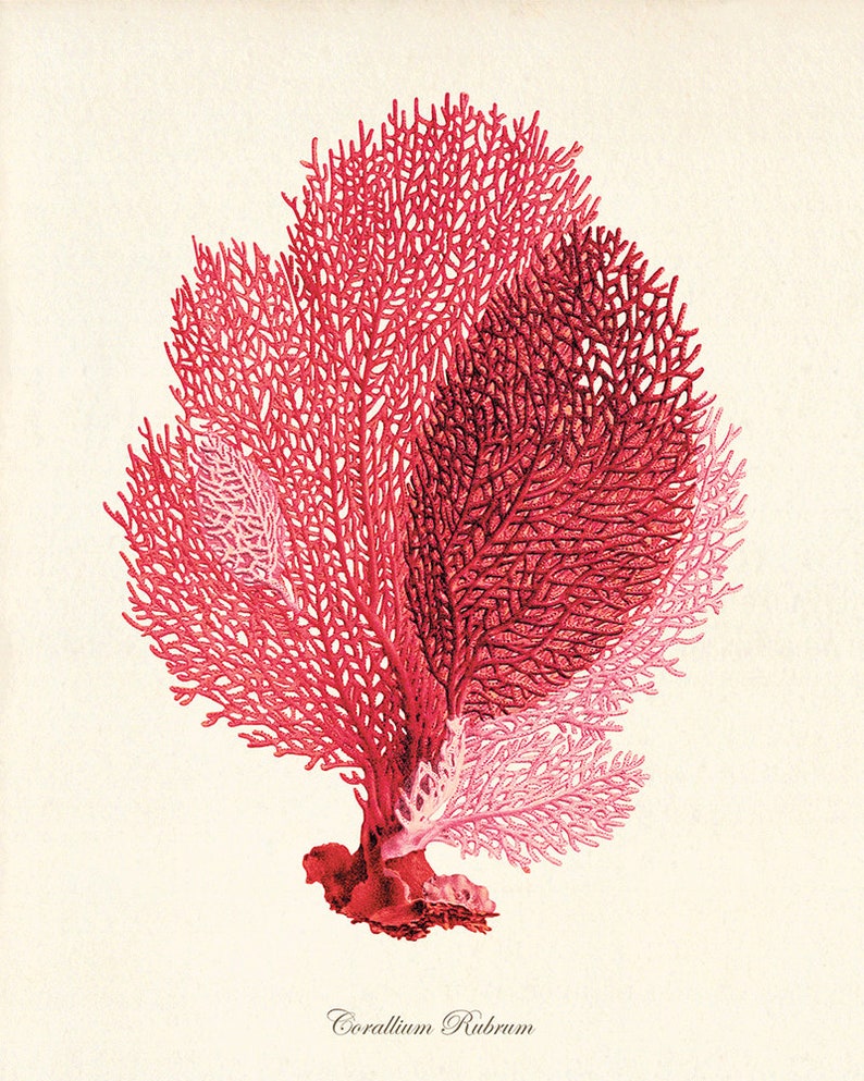 Sea Coral Art Print Vintage Sea Art Print Old Prints Nautical Etsy