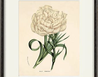 White botanical prints vintage flower art Cottage wall art Victorian print French wall art antique wall art Flower print Garden art print