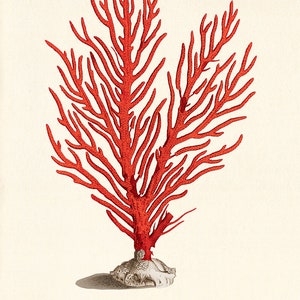 Sea Coral art print Vintage sea art print old prints nautical art print Ocean art print Natural History art sea life art nature art print