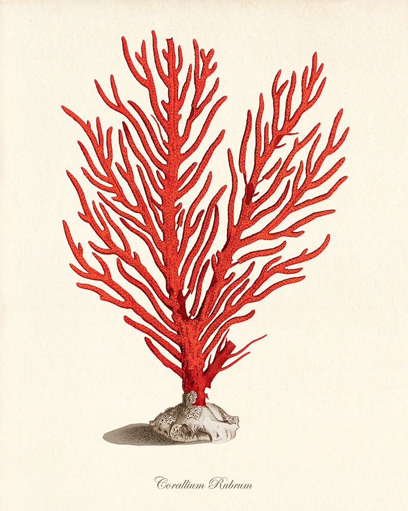 Sea Coral Art Print Vintage Sea Art Print Old Prints Nautical Etsy