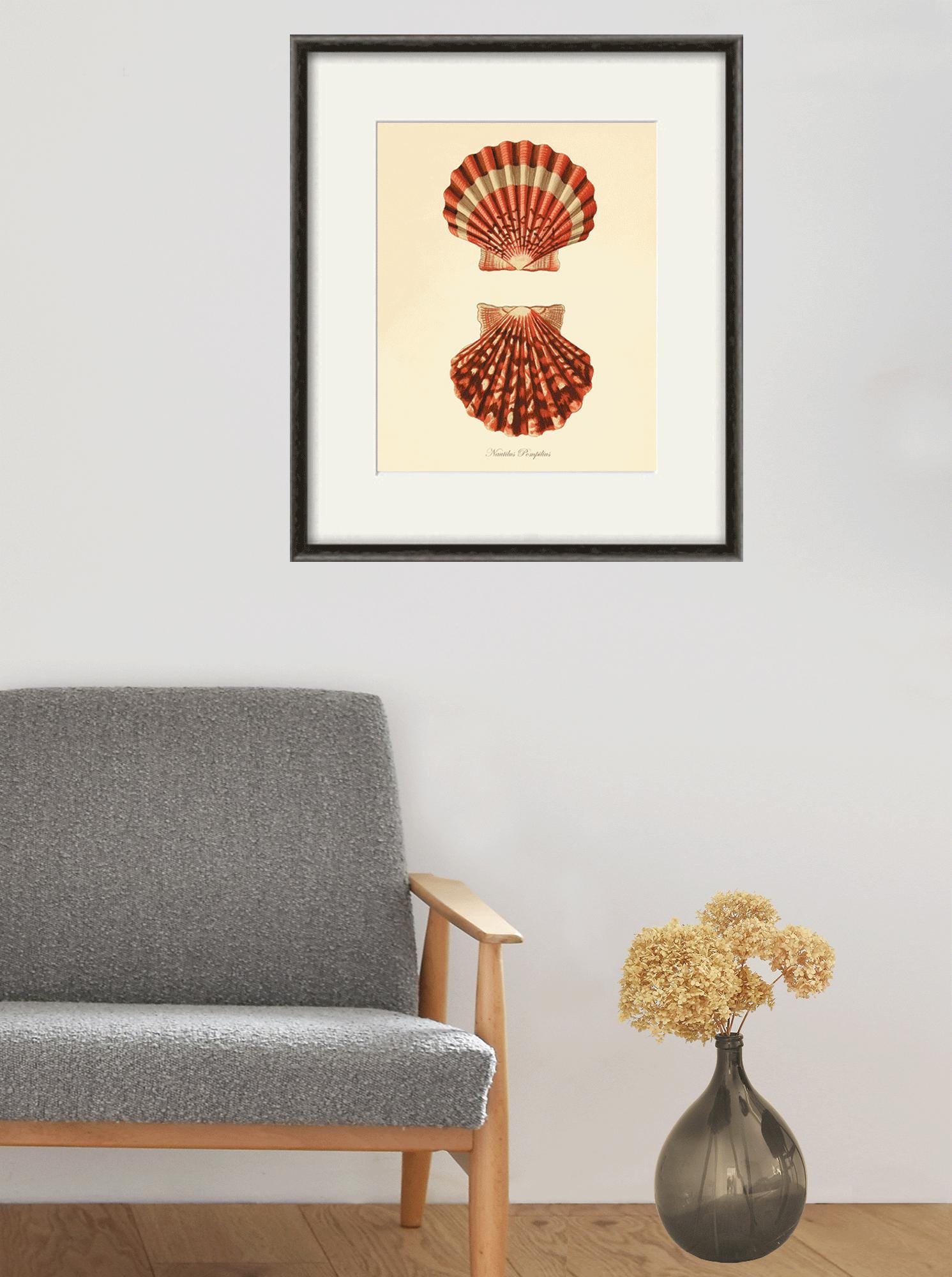 洋書 Shells - Classic Natural History Prints Vintage Prints: Shells: Lawrence, E.: 9781721949328: Amazon