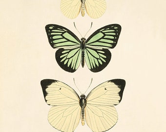Antiker Schmetterlings-Druck: 1800er Jahre Nature Art, Cottage-Wanddekor