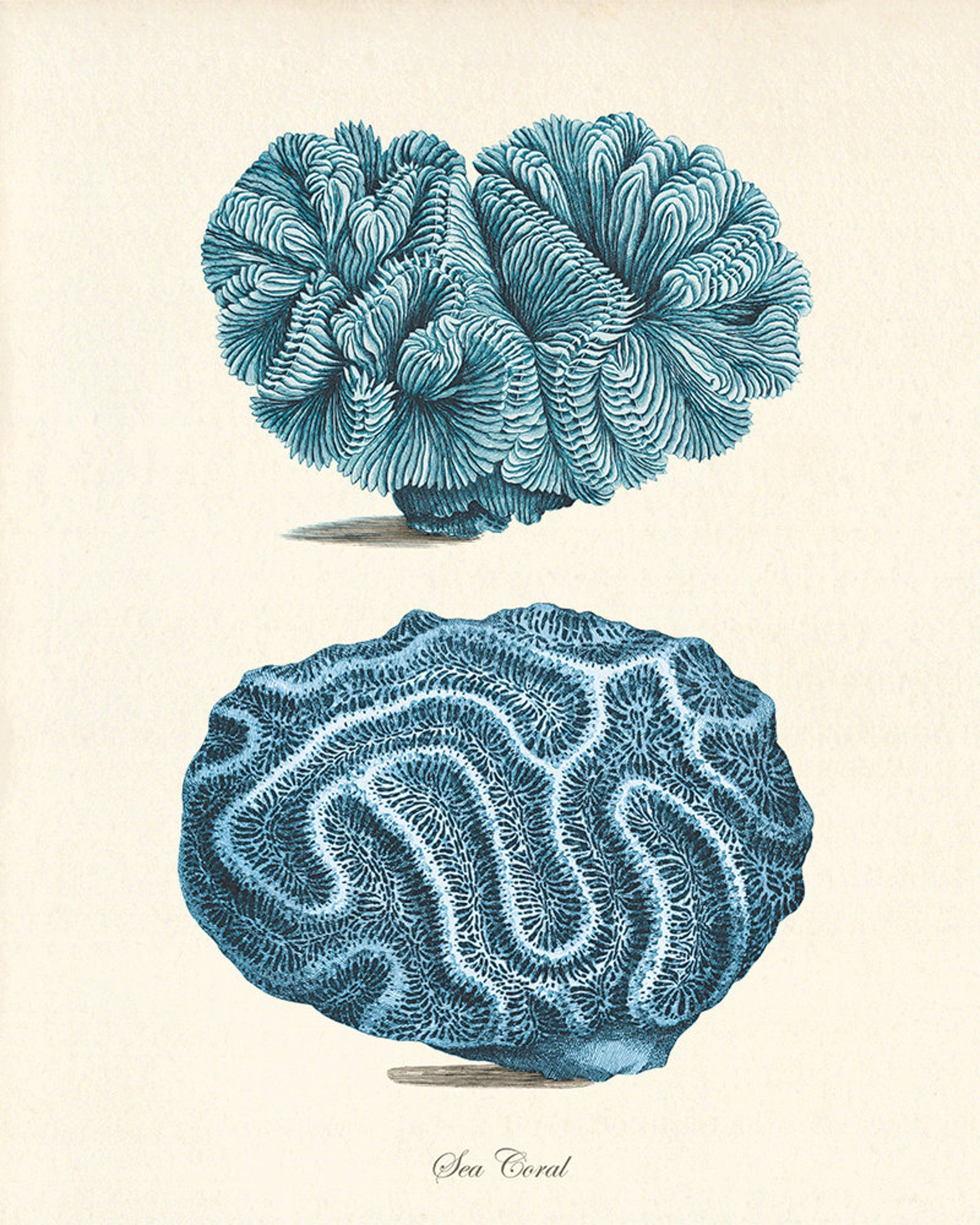 Sea Coral Art Print Vintage Prints Old Prints Nautical Art Etsy