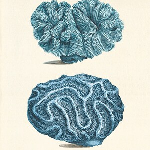 Sea coral art print Vintage prints old prints Nautical art print Ocean Decor ocean life Natural History sea life art antique art prints