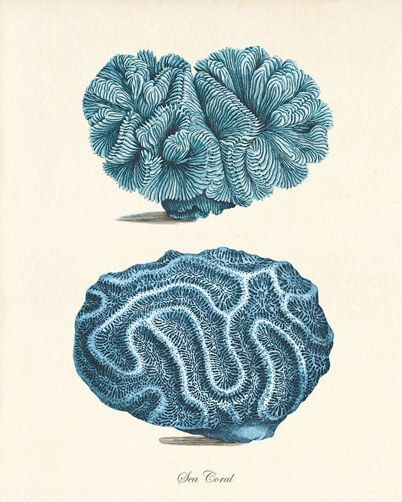 Sea coral art print Vintage prints old prints Nautical art Etsy