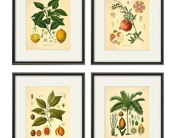 Könnte beinhalten: Set aus vier Vintage-Botanik-Drucken, gerahmt in schwarzem Holz. Die Drucke zeigen Illustrationen eines Zitronenbaums, eines Granatapfelbaums, eines Muskatnussbaums und einer Kokospalme.