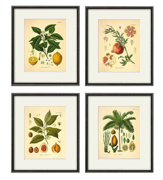 Antique Kitchen Art Print Botanical Set Fruit - Antique Kitchen Decor Wall Art Antique Kitchen Art Print Botanical Set Fruit - Antique Kitchen Decor Wall Art