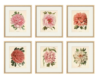 Peony art print antique flower art print antique wall art vintage Flower decor botanical prints Garden print peony print Victorian print