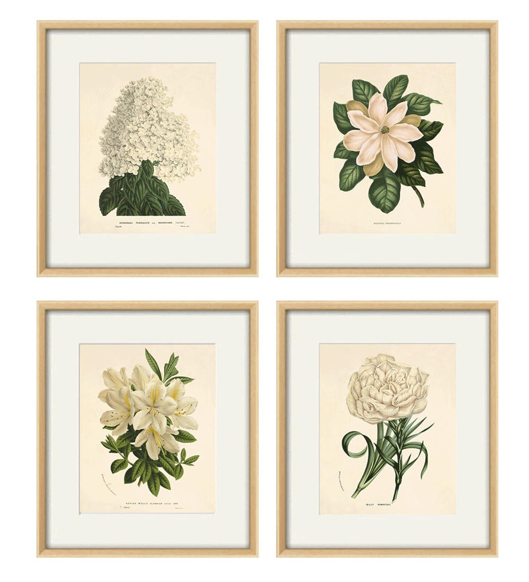 White Flower Art Botanical Print Set of 4 Antique Flower Art Print ...