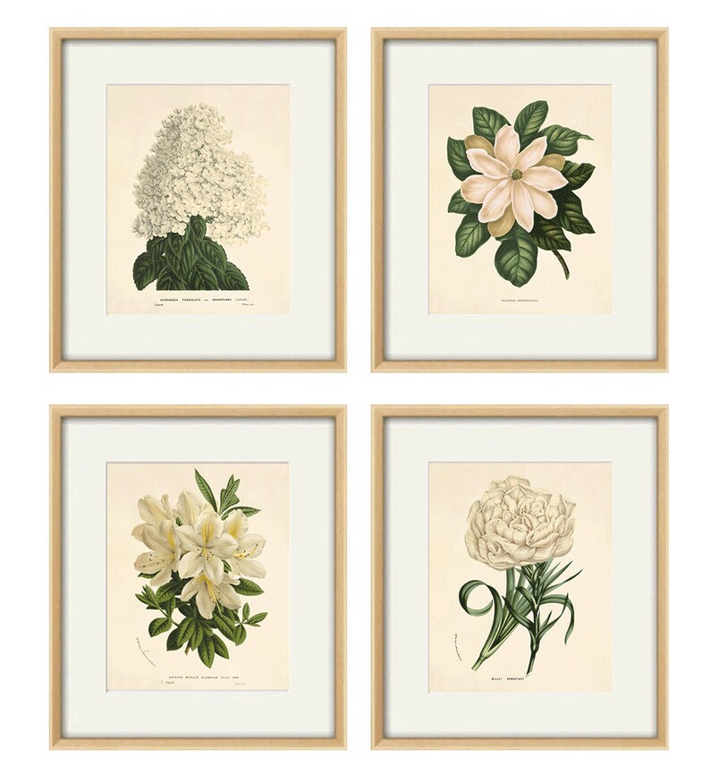 White Flower Art Botanical Print Set of 4 Antique Flower Art - Etsy